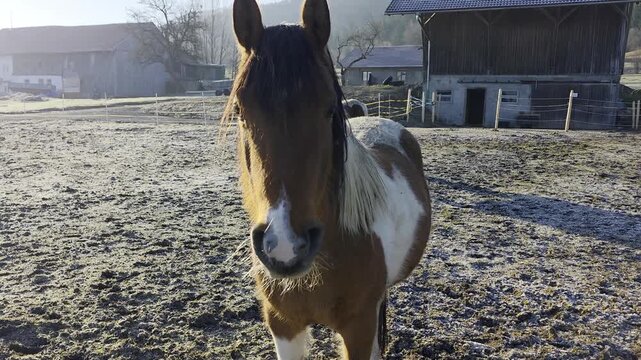 Pinto horse in a farm paddock at sunrise with mountains and wooden barns background