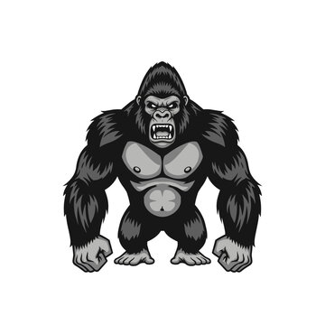 Large angry gorilla standing aggressively forward.