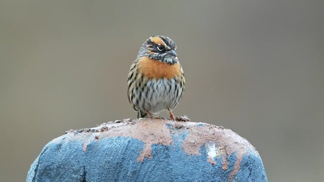 Close-up of a Brambling bird perched in a garden.