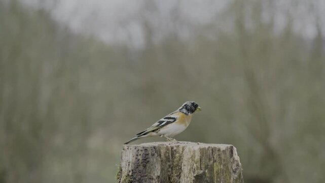 Male brambling bird landing on a stump and eating seeds in forest sunlight