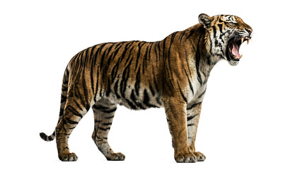 Fototapeta premium Majestic tiger roaring in wild nature isolated on white background 4k, Generative AI