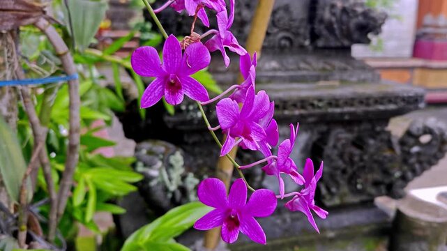 Close Up of Vibrant Purple Dendrobium Orchids Blooming in a Tropical Garden