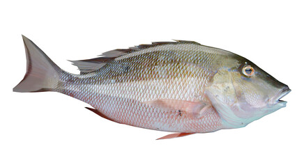 Obraz premium Fish known as snapper on a white background showing details of scales and fins