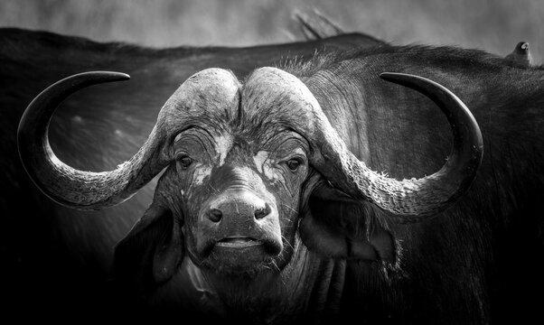 African or Cape buffalo (Syncerus caffer,) looking straight at camera displaying horns surrounded by other animals in dusty haze