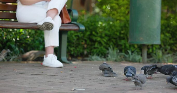 Person on park bench in white shoes reaching and dropping food, drawing pigeons, squirrel sniffing