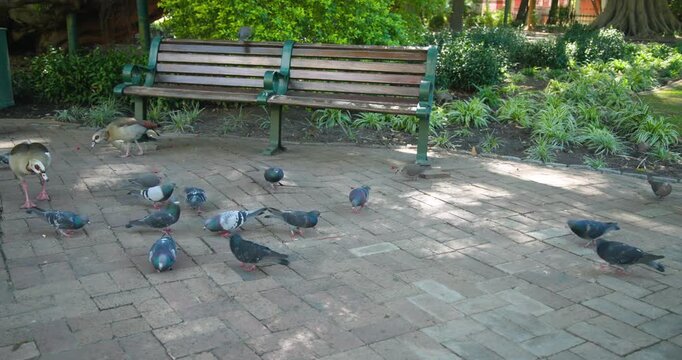 Pigeon hopping is causing flock rippling while flock foraging on bricks by bench goose walking left