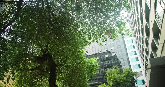 Camera is tilting upward while tree is swaying leaves to show contrast with office facades