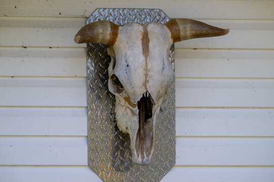 A weathered goat skull, dried and bleached white, is mounted on a metal base. Its eye sockets sit on the sides of the head, and its tapered horns curve backward. The exterior wall is white clapboard.