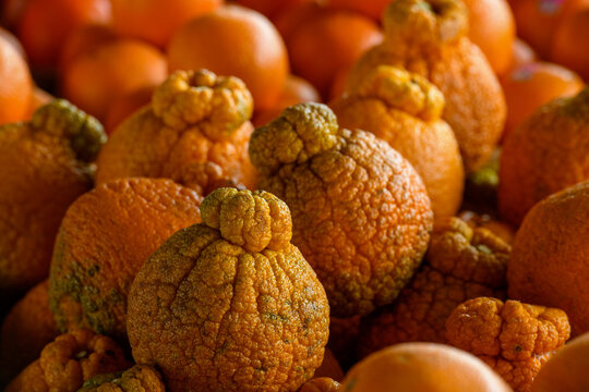 A bulk harvest of Sumo oranges, for sale, at a farmer's market. The vibrant orange, thick, bumpy skin of the sweet oranges has a topknot bump on the fruit. The hybrid citrus is seedless and juicy.
