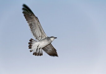 Obraz premium Laughing Gull (Leucophaeus atricilla) in Flight Against Bright Sky, Florida