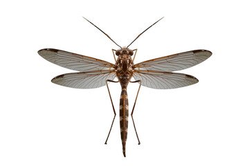 Obraz premium Crane fly in dorsal view, showing its long body, prominent wings, and antennae. Detailed macro study of an insect