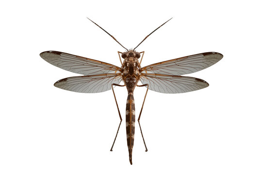 Crane fly in dorsal view, showing its long body, prominent wings, and antennae. Detailed macro study of an insect