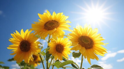 Obraz premium Cluster of Cheerful Sunflowers Facing the Bright Sun in a Summer Field
