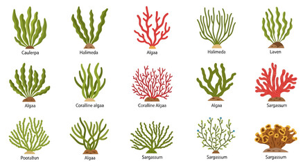 Collection of various coral types. © khusnul