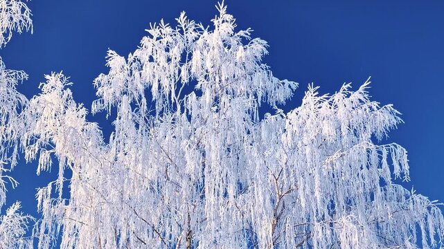 Winter tree branches covered in hoarfrost against blue sky background