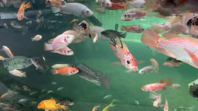 Several types and colors of fish of various sizes are swimming in a large aquarium