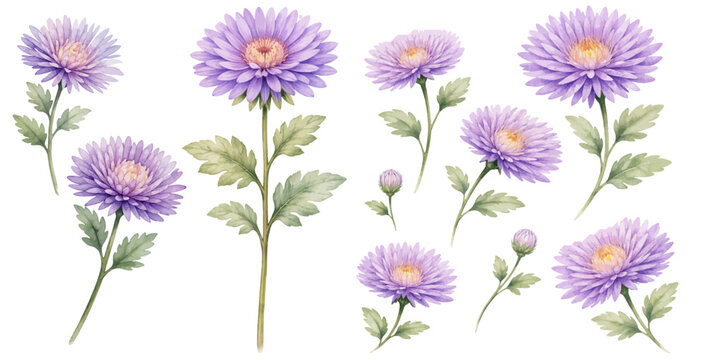 A beautiful collection of watercolor aster flower clip art featuring delicate purple blooms, buds, and soft green leaves in a botanical style.