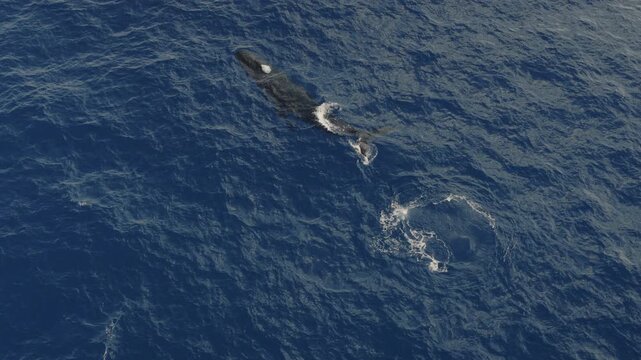 An aerial shot above a Humpback whale on the surface playing with spinner dolphins,  Kauai, HI