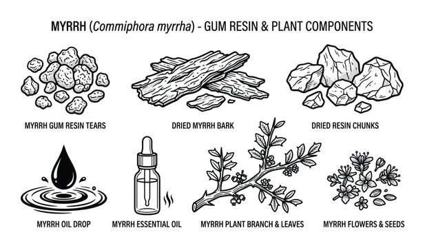 Myrrh gum resin and plant components with essential oil bottle and branch illustration