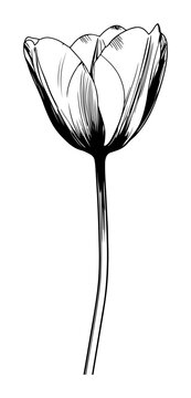 Detailed black and white ink sketch of a single tulip flower on a stem with fine line work and cross-hatching textures, isolated on a white background.