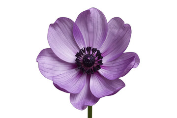 Fototapeta premium Anemone purple flower with delicate petals blooming, a symbol of spring, freshness, and natural beauty on transparent background