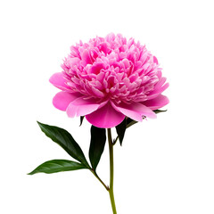 Fototapeta premium A large pink peony flower on transparent background