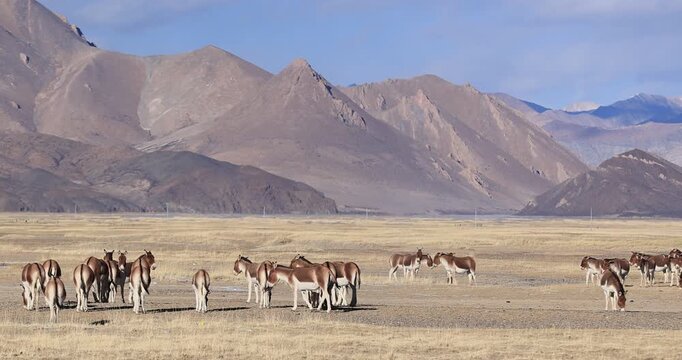 Equus kiang in high altitude grassland