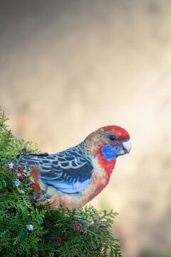 Pretty bird in a fir tree