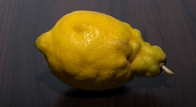 A shriveled lemon on the table. The concept of cellulite skin.