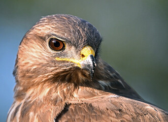 Obraz premium a portrait of a common buzzard in the wild