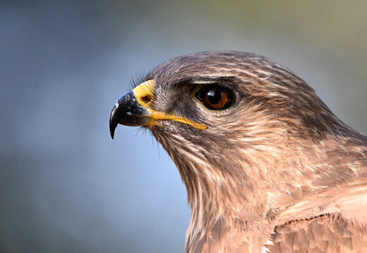 a portrait of a common buzzard in the wild