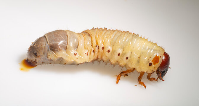 European rhinoceros beetle (Oryctes nasicornis) is a large flying beetle belonging to the subfamily Dynastinae. The insect larva is located on a white background before pupation.