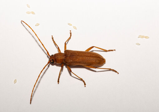 Stromatium fulvum is a species of beetle in the family Cerambycidae. ( Stromatium unicolor, Stromatium auratum). The female. Bulgaria.