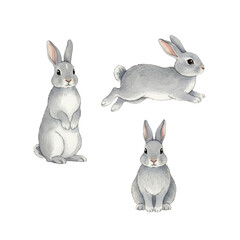 Fototapeta premium A stylized watercolor illustration of three isolated small grey rabbits in various poses, rendered with detailed paint textures on a transparent flat lay surface, gentle spring design asset concept