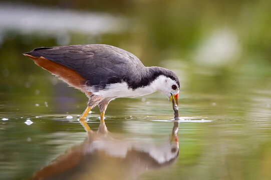 Dynamic close-up of a waterbird actively hunting in shallow water, captured at the moment of striking prey with splashing droplets frozen in motion. The image highlights the bird&rsquo;s natural feeding beh