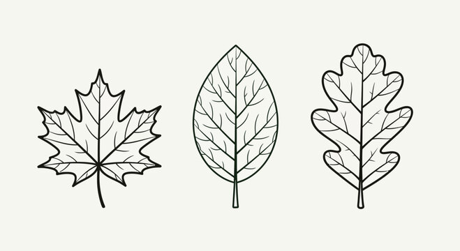 Stylized leaf collection vector outlines of various leaf types