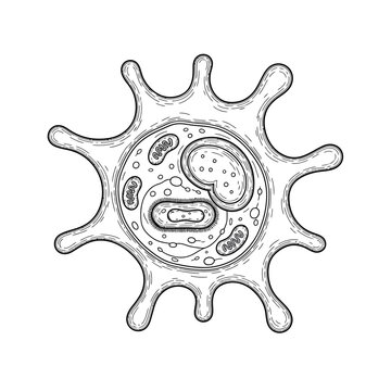 Detailed black and white scientific illustration of a single-celled protozoan organism structure.