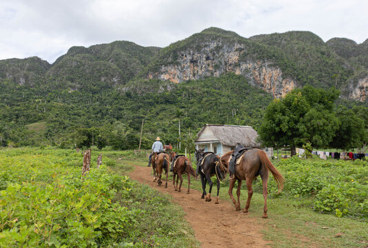 Local cuban man riding horses in vi&ntilde;ales valley, cuba