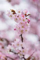 Fototapeta premium 満開の桜