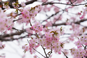 Obraz premium 満開の桜