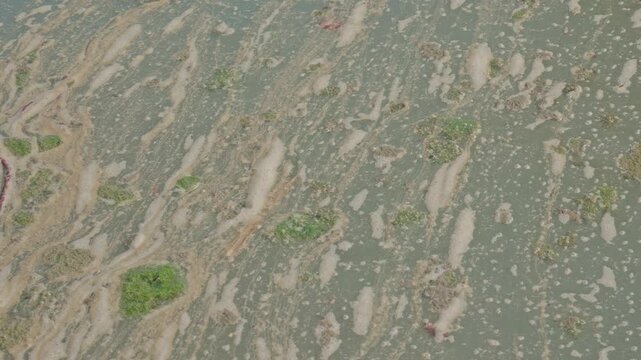 Polluted Water Surface with Algae and Foam