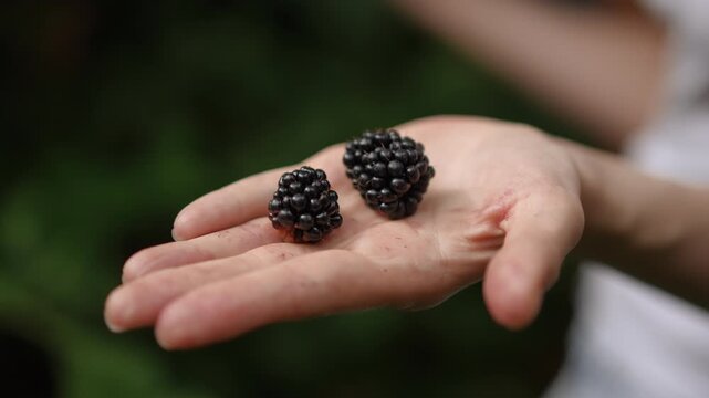 Close-up of a person's hand showing two freshly picked blackberries. The individual closes their hand and then reopens it, revealing the berries