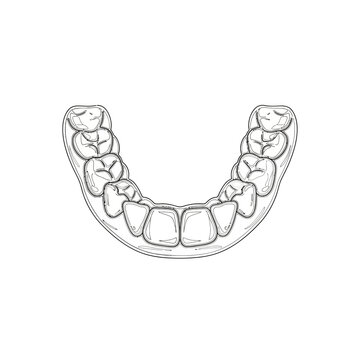 Detailed illustration of a human lower jaw with teeth, dental health concept.