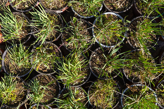 Overhead view of many black plastic nursery pots filled with soil and green seedlings, sprouts and weeds forming a repeating pattern in sunlight, outdoor gardening and cultivation background texture