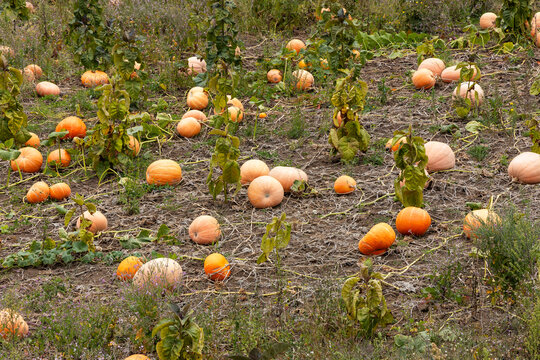 A vast field of fully ripe pumpkins, where the dry, brown earth is dotted with a profusion of round, orange squash.
