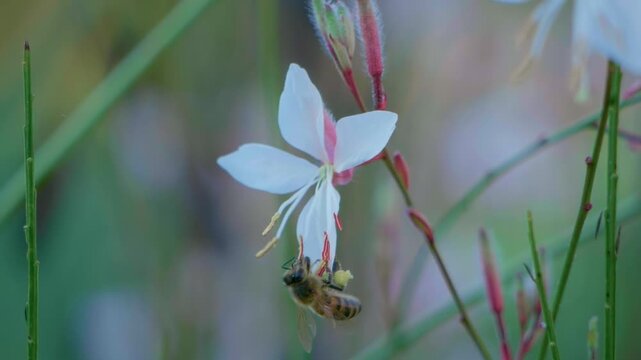Honey bee moving across a white flower to find nectar in a sunny garden. Macro shot, slow motion.
