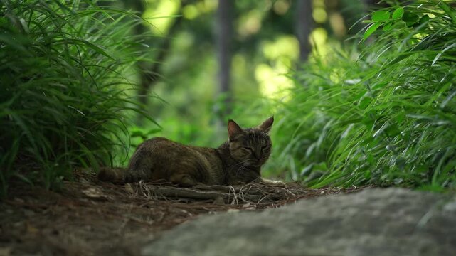 Tabby cat lying on forest path between tall green grass - outdoor domestic cat with green eyes looking at camera in natural woodland setting 2