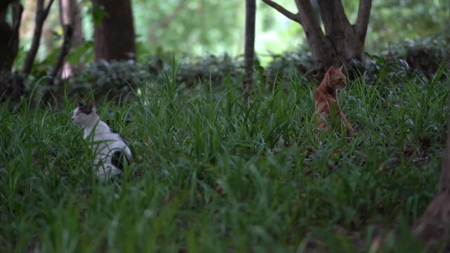 Two Cats Standing in the Grasses in Shanghai Xuhui Park