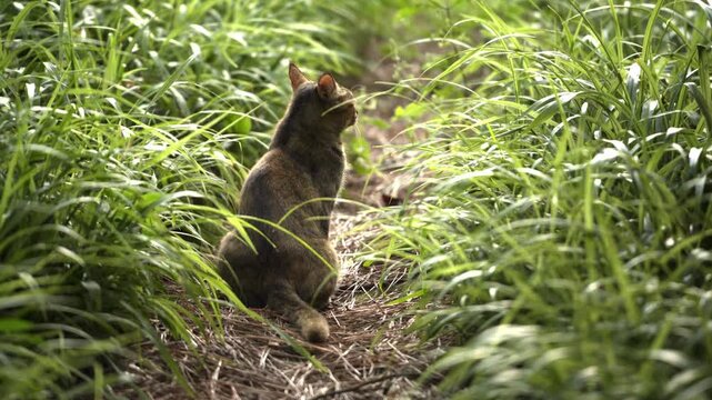 Brown tabby cat on nature trail - pet sitting among tall grass looking away in peaceful outdoor setting
