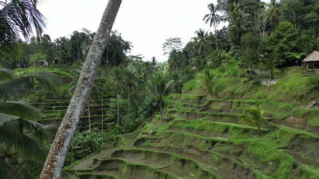 Bali Rice Terraces Aerial View Subak Irrigation Landscape